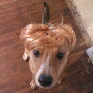 Meet your Posher, Tara